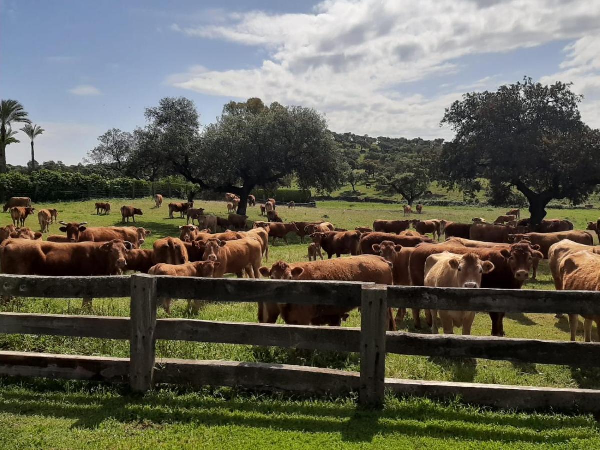Alojamiento Rural Finca Barral El Garrobo エクステリア 写真