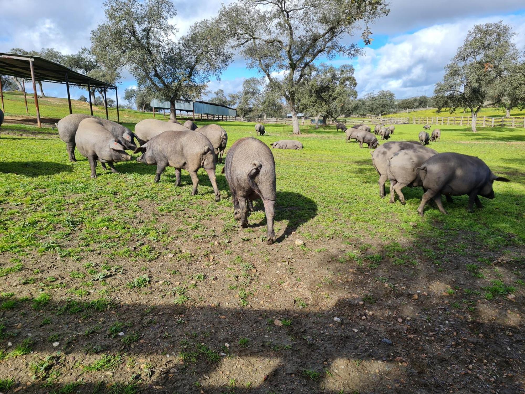 Alojamiento Rural Finca Barral El Garrobo エクステリア 写真